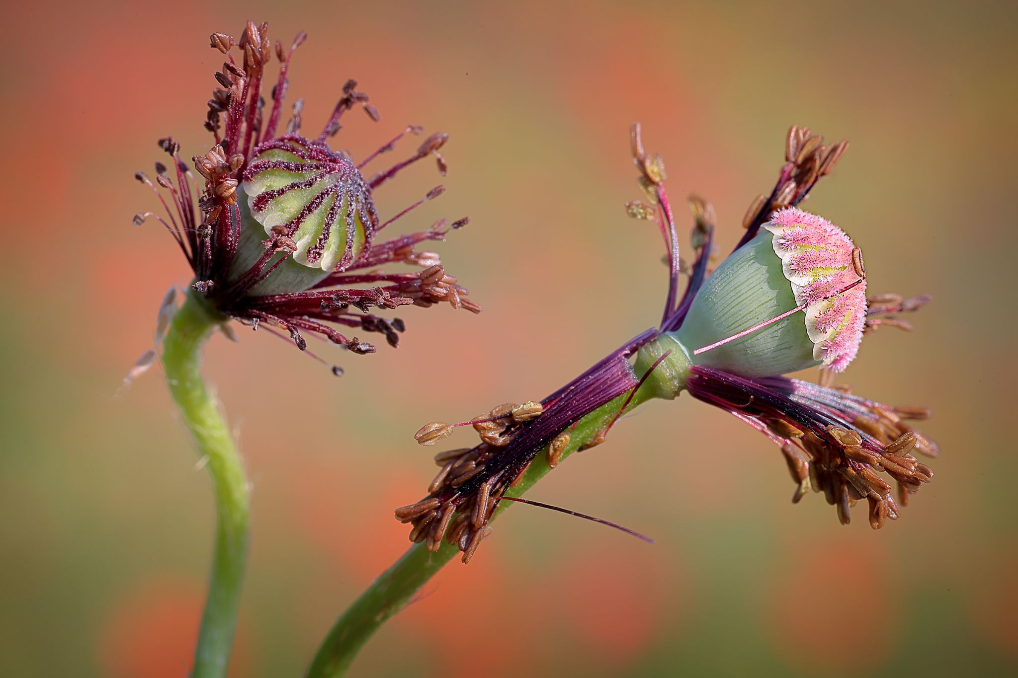 Makro natura